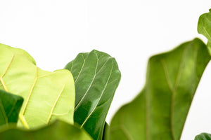 Ficus Lyrata branched - 180cm