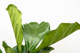 Product afbeelding 5