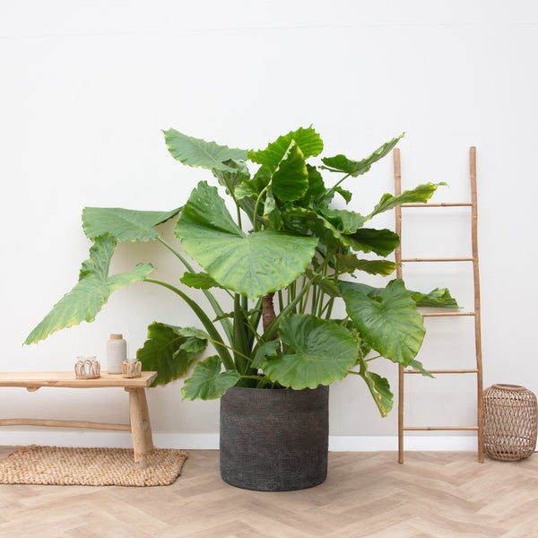 Alocasia Portodora op stammen - 180cm