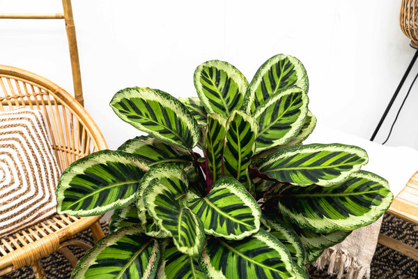 Calathea Angela - 90cm