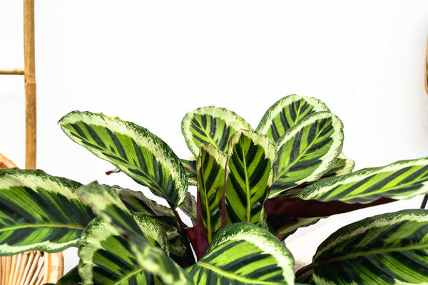 Calathea Angela - 90cm