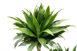 Dracaena Green Jewel - 140cm