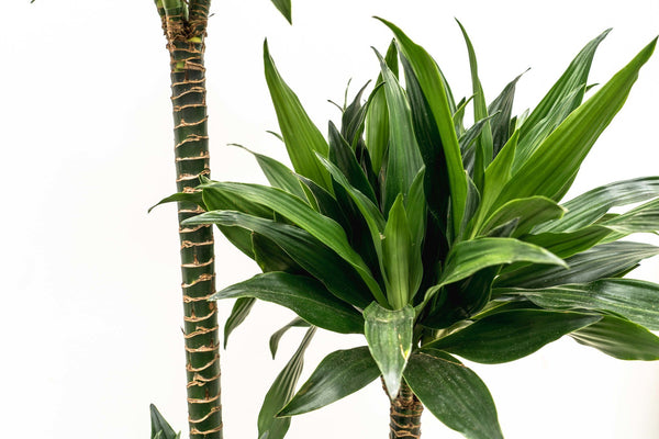 Dracaena Green Jewel - 140cm