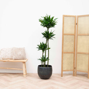 Dracaena Green Jewel - 140cm