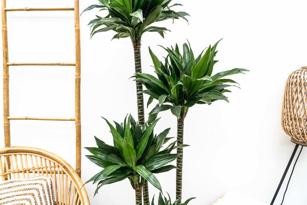 Dracaena Green Jewel - 140cm