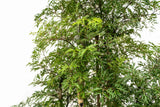 Product afbeelding 2