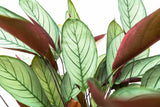 Product afbeelding 2