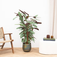 Calathea Oppenheimiana - 130cm