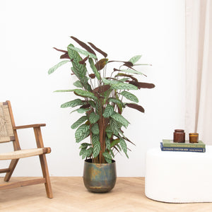 Calathea Oppenheimiana - 140cm