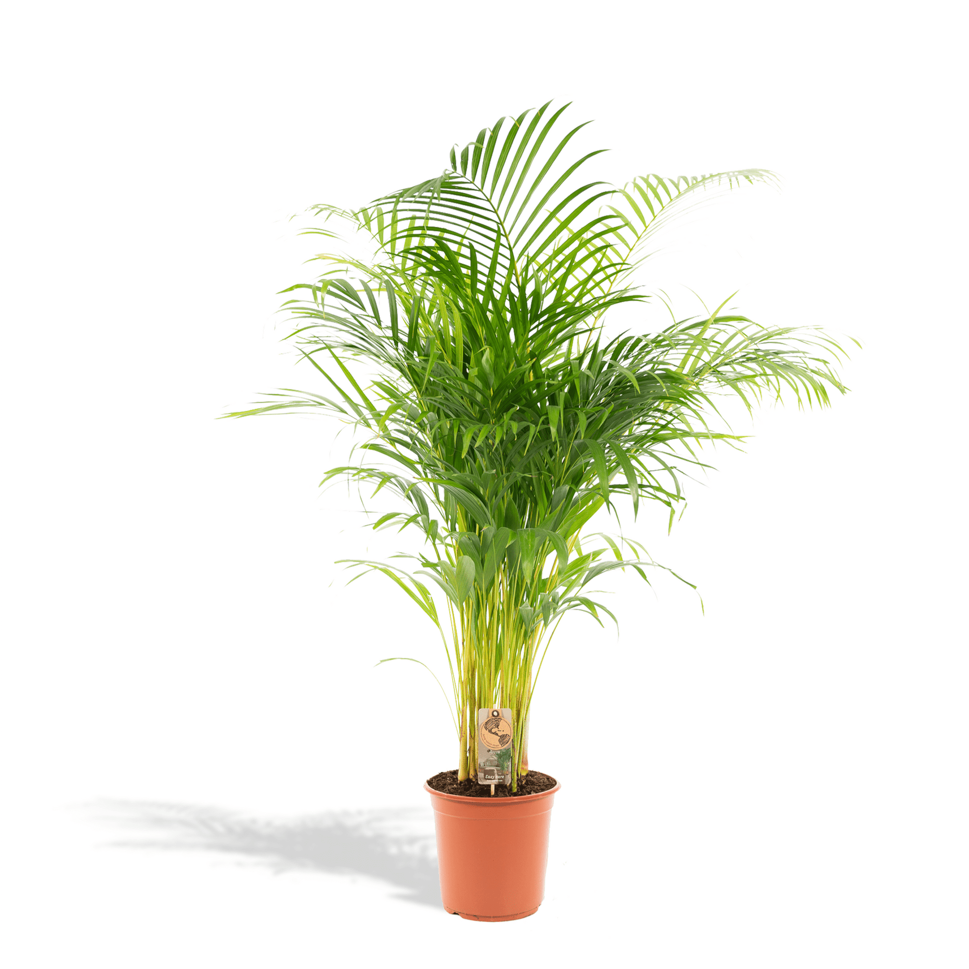 areca palm forsale Dypsis Lutescens (Areca palm) | 100cm