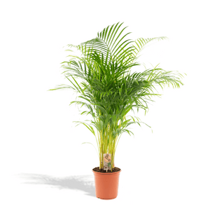 Dypsis Lutescens (Areca palm) - 110cm