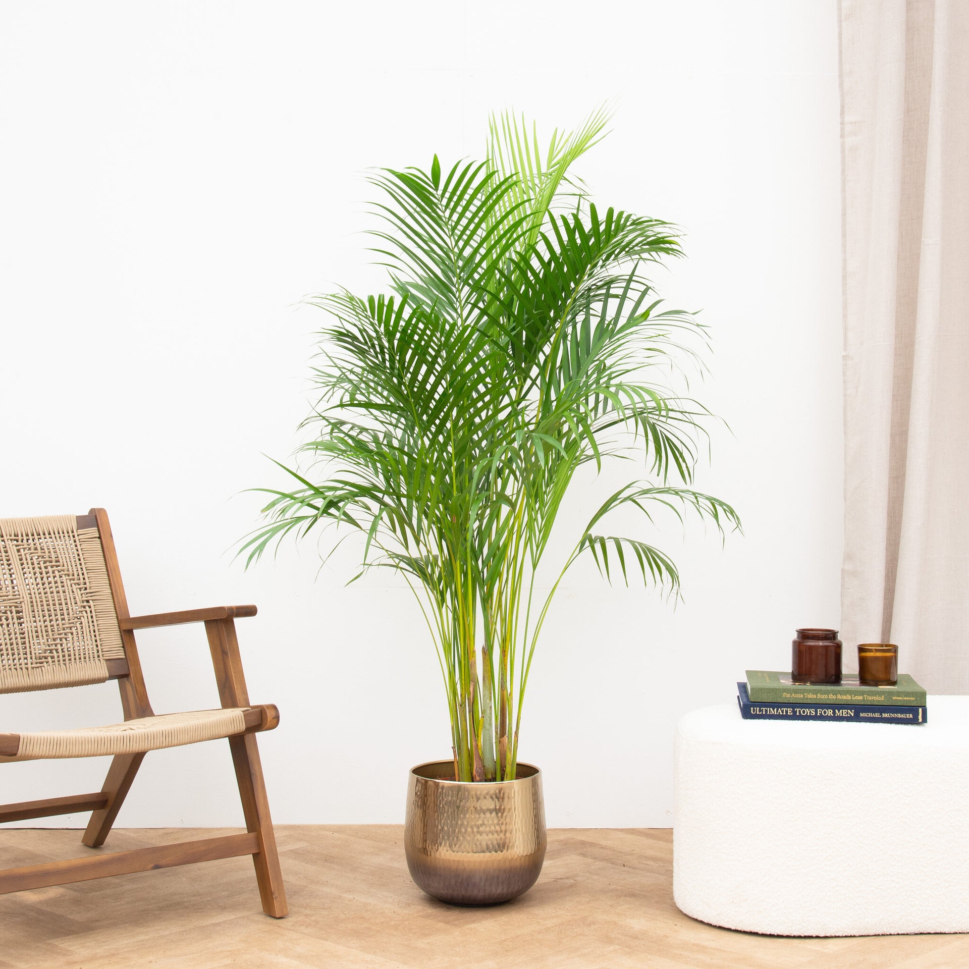 areca palm 24cm Dypsis Lutescens (Areca palm) | 140cm