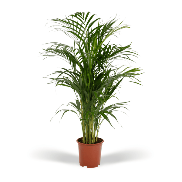 Dypsis Lutescens (Areca palm) - 85cm