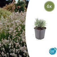 Lavándula Intermedia 'Edelweiss' - 20cm