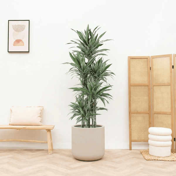 Dracaena Warneckei carrousel - 180 cm