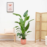 Product afbeelding 2