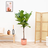 Product afbeelding 8