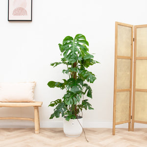 Combi deal - Monstera Pertusum XL inclusief elho Vibes Fold Round - 120 cm