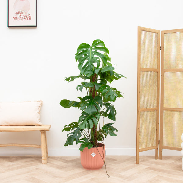 Combi deal - Monstera Pertusum XL inclusief elho Vibes Fold Round - 120 cm