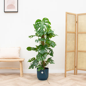 Combi deal - Monstera Pertusum XL inclusief elho Vibes Fold Round - 120 cm