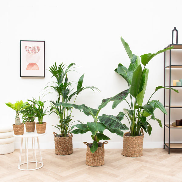 Single-family house plant package including baskets