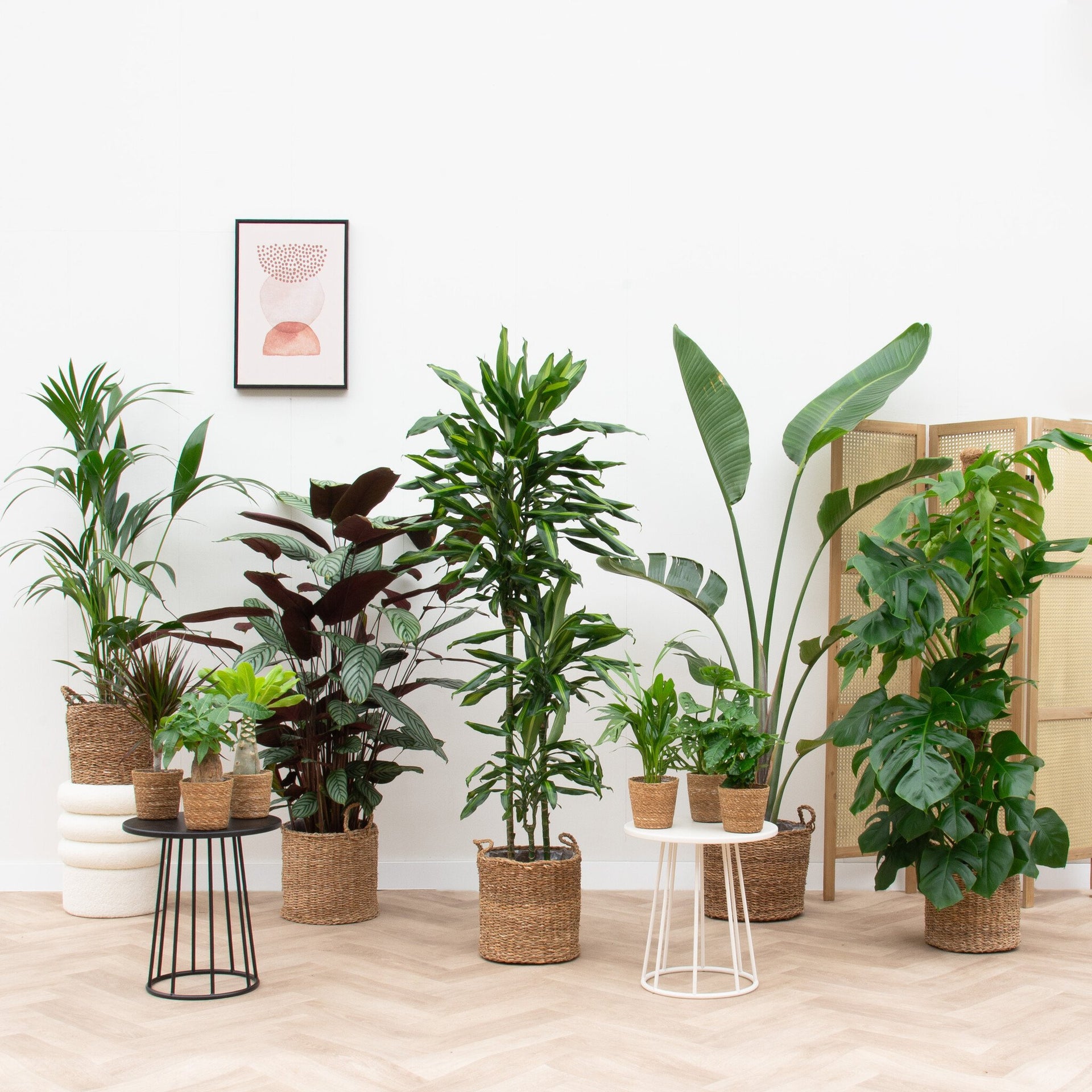 cultivated potted plant Detached house plant pack incl. baskets