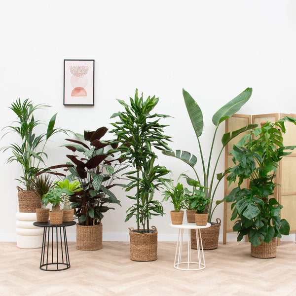 Detached house plant pack including baskets