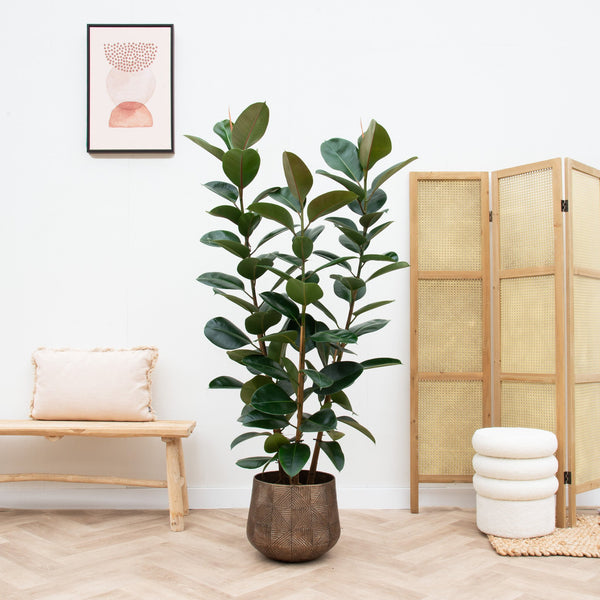 Ficus Elastica Robusta arbuste - 210 cm kopen bij Green Bubble