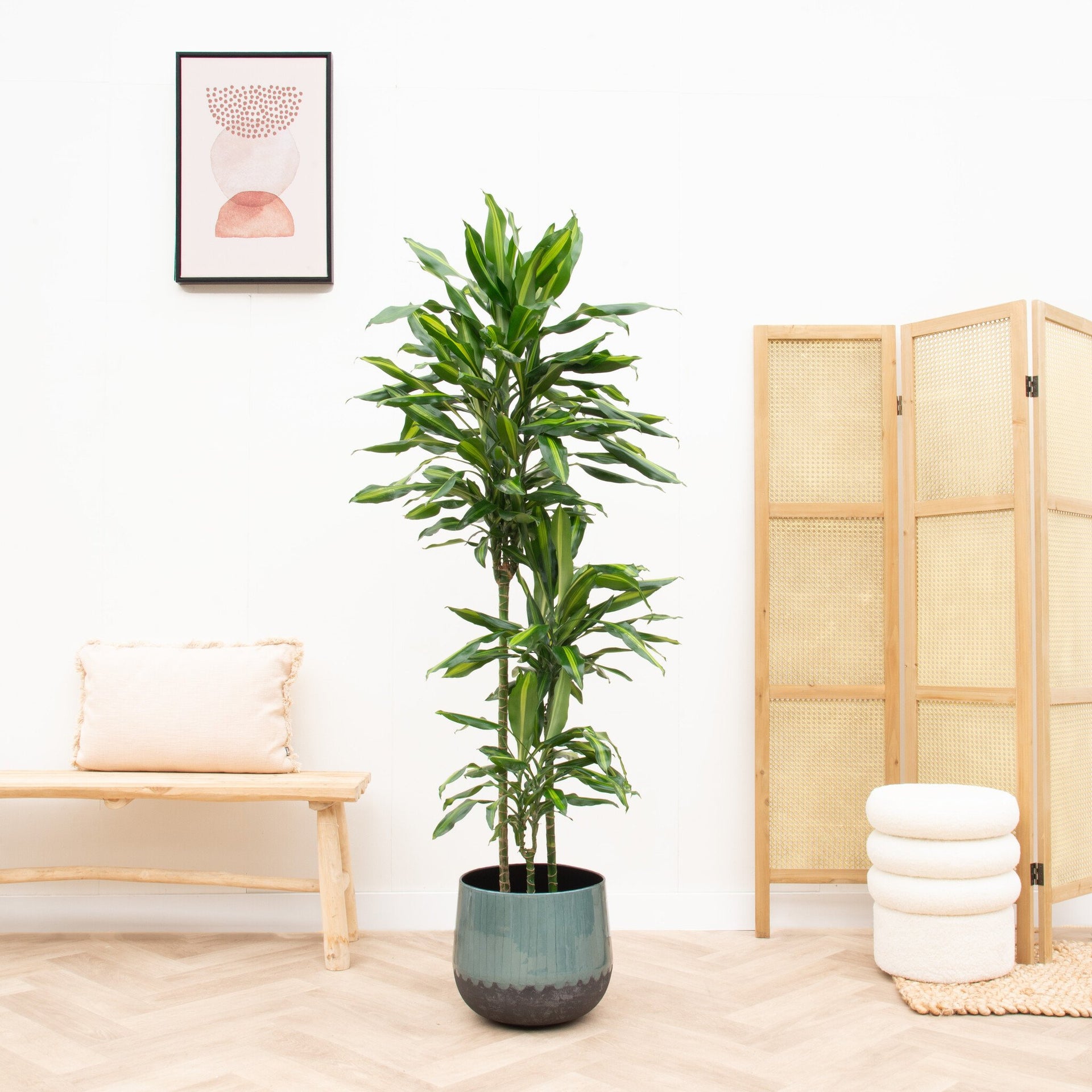 dracaena chinto Dracaena Cintho | 150cm