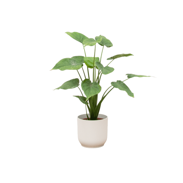 Combi deal - Alocasia Cucullata inclusief elho Vibes Fold Rond - 90 cm