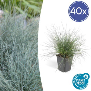 Festuca Glauca 'Elijah Bleu' - 20cm