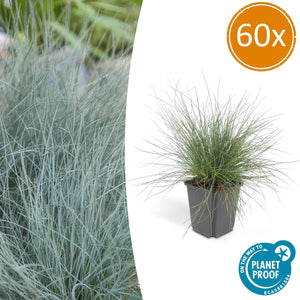 Festuca Glauca 'Elijah Bleu' - 20cm