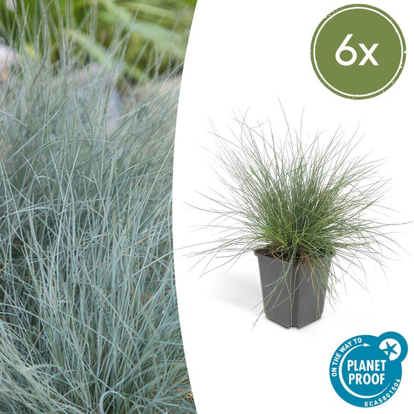 Festuca Glauca 'Elijah Bleu' - 20cm kopen bij Green Bubble