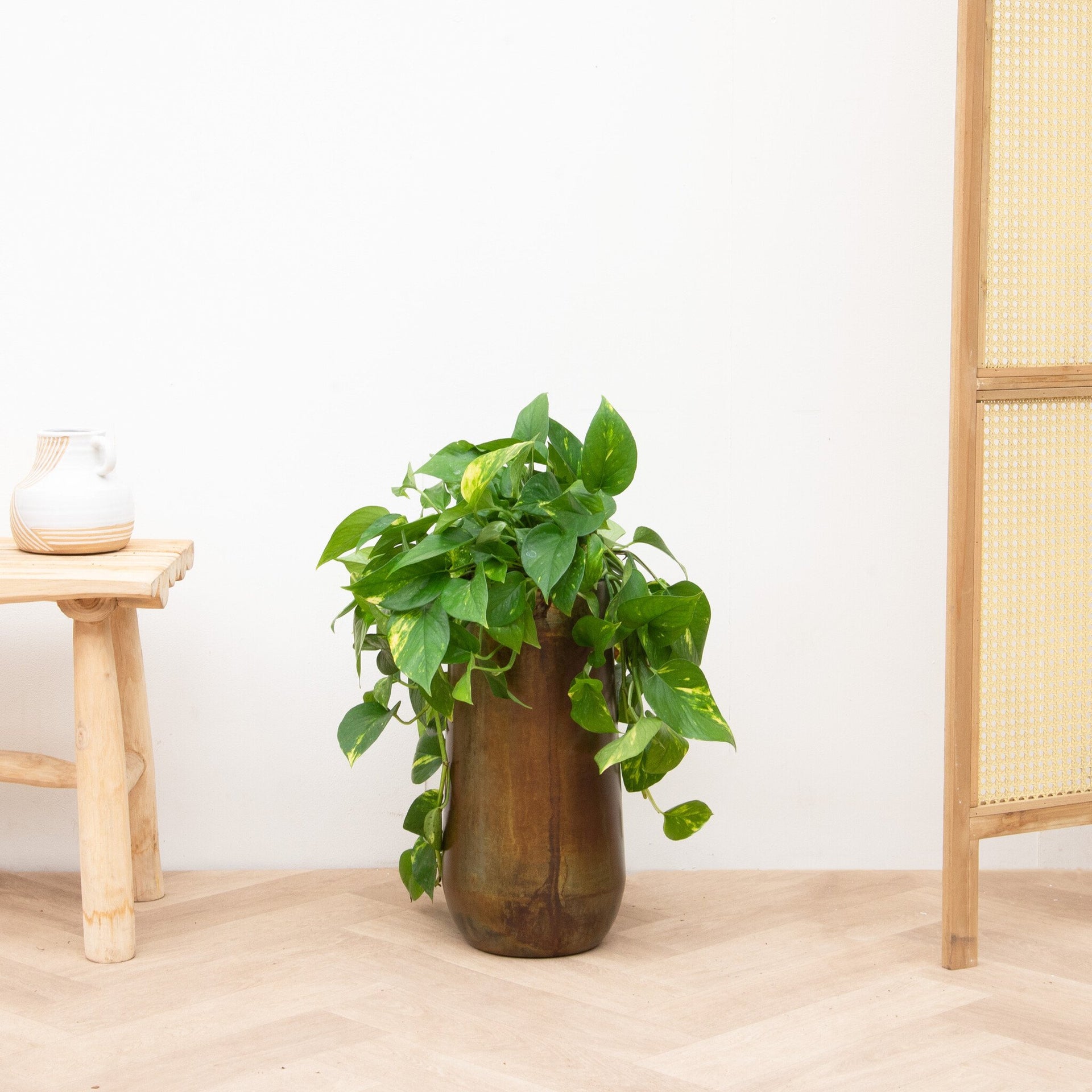 epipremnum aureum indoor plant Epipremnum Aureum | 40cm | Order online