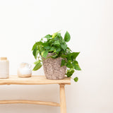Product afbeelding 2
