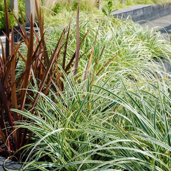 Carex Hachijoensis 'Evergold' - 25cm