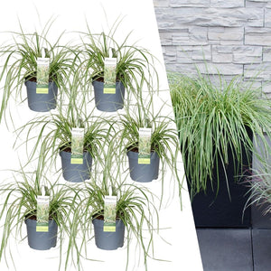 Carex Hachijoensis 'Evergold' - 25cm