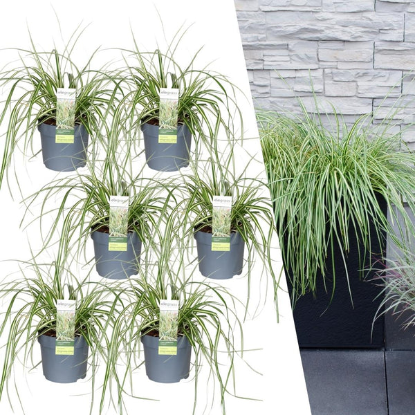 Carex Hachijoensis 'Evergold' - 25cm