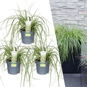 Carex Hachijoensis 'Evergold' - 25cm