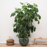 Product afbeelding 7