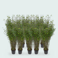 10 x Fargesia Nitida bamboe - 170 cm