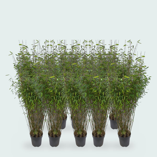 10 x Fargesia Nitida bambou - 170 cm