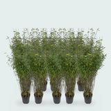 Product afbeelding 1