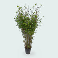 Fargesia Nitida bamboo - 170 cm