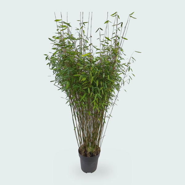 Fargesia Nitida bamboo - 170 cm