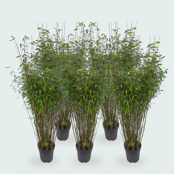 5 x Fargesia Nitida bambou - 170 cm