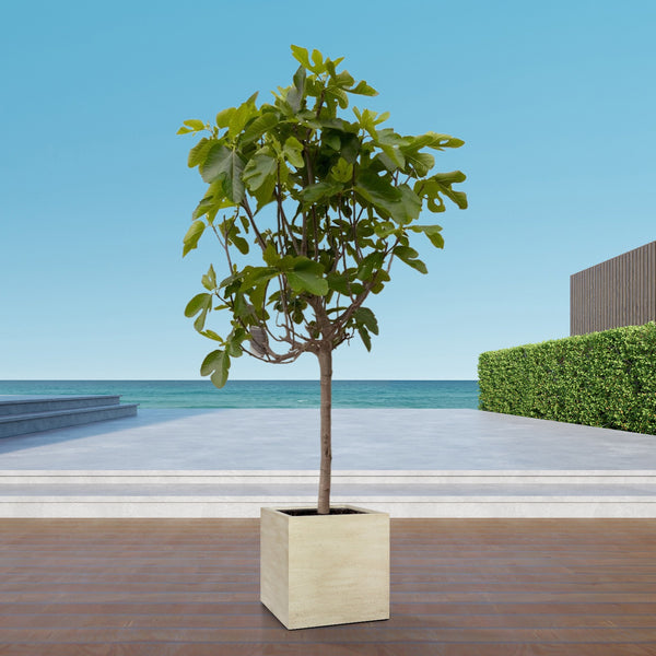 Ficus Carica op stam - 225cm