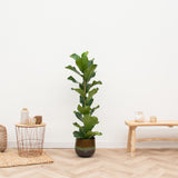 Ficus Lyrata struik XXL - 100cm
