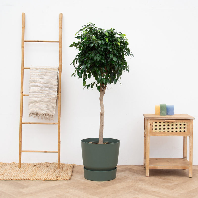 Verzorging Ficus Benjamina verzorging - Green Bubble