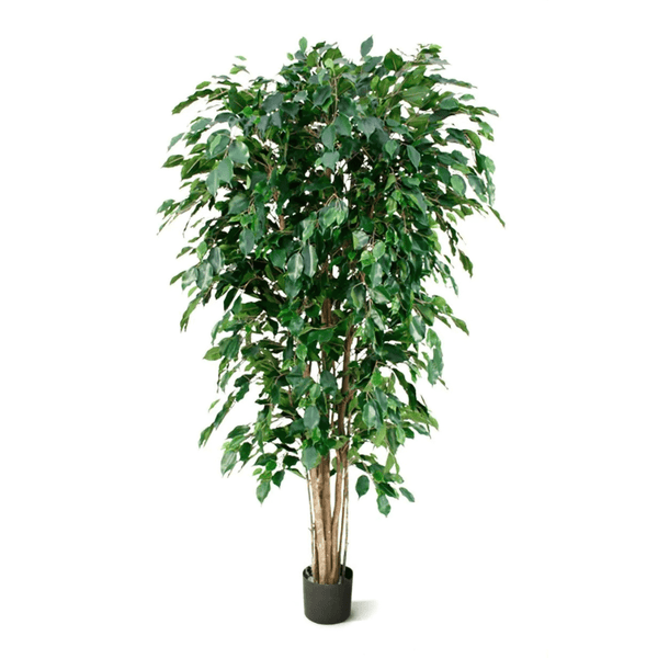 Ficus Benjamina Exotica kunstplant - 180 cm